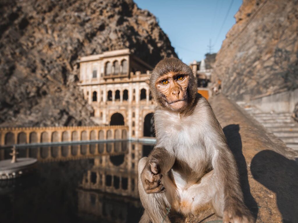 Ride to Galta Ji – (The Monkey Temple)