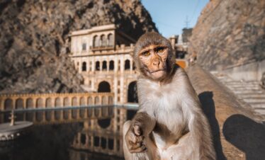 Ride to Galta Ji – (The Monkey Temple)