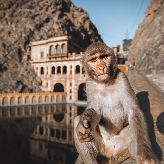 Ride to Galta Ji – (The Monkey Temple)