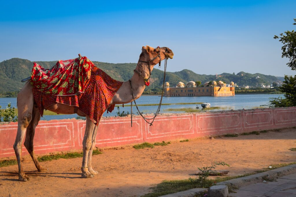 jaipur camel safari