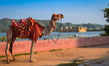 jaipur camel safari