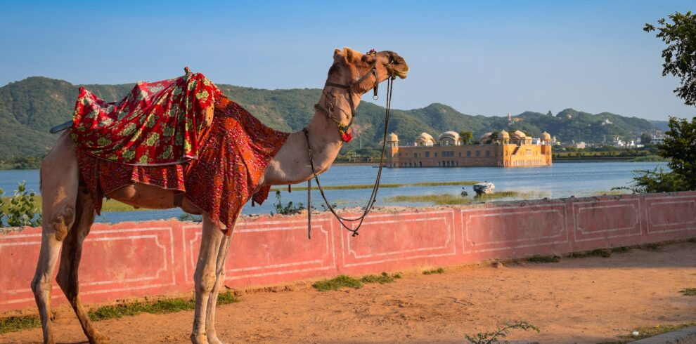 jaipur camel safari