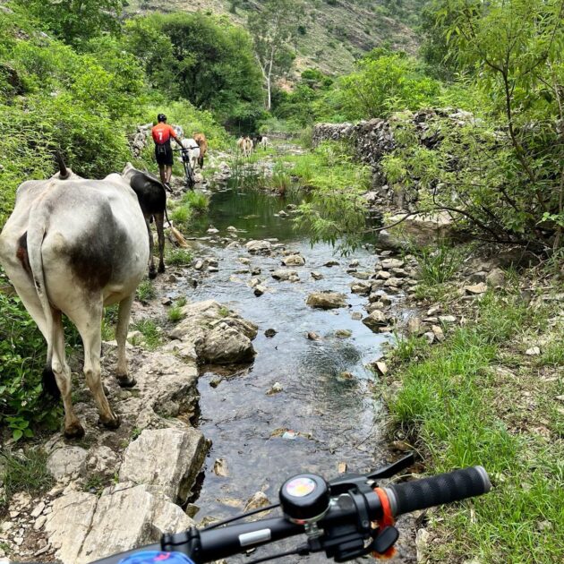 Jaipur village safari