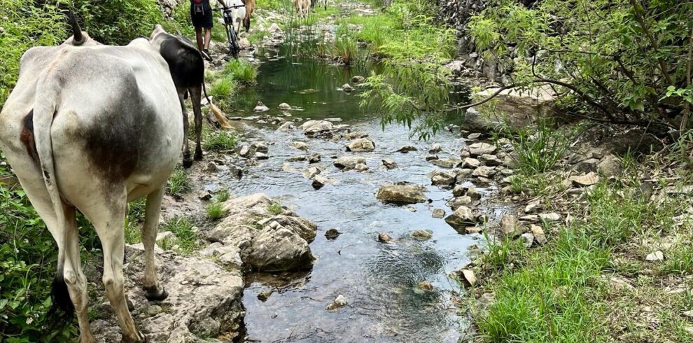 Jaipur village safari