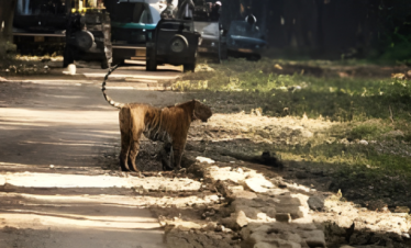 Jim Corbett Cycling Tour Package