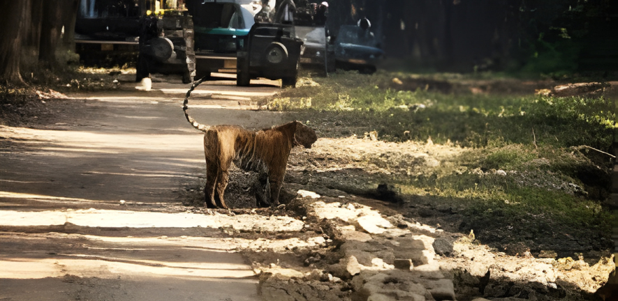 Jim Corbett Cycling Tour Package