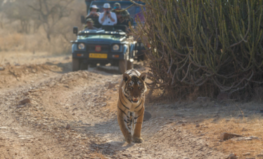 Ranthambore Forest Hiking Adventure